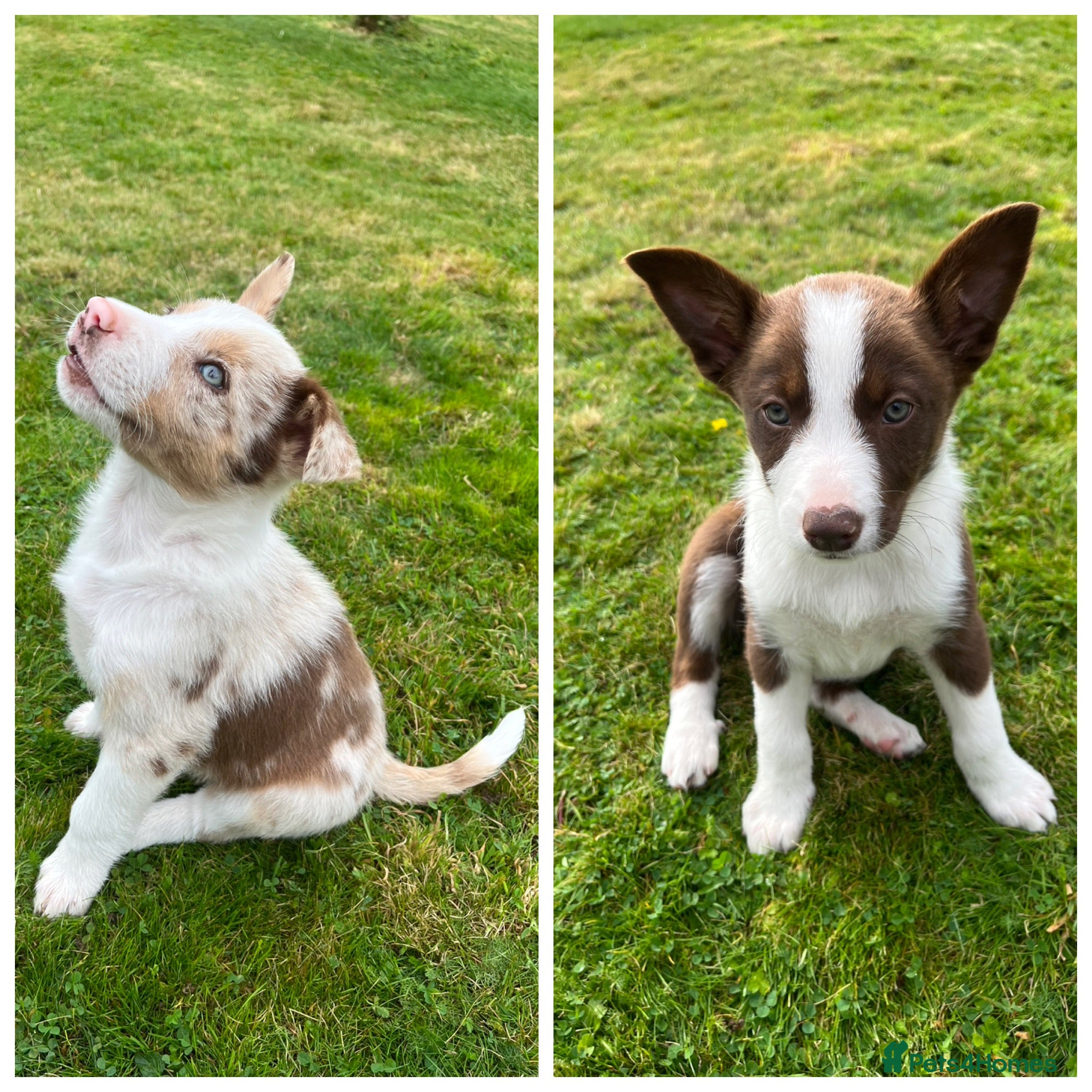 Border Collie dogs 1 Red / White Female + 1 Red Merle Male left - Advert 3