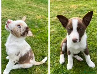 Border Collie dogs 1 Red / White Female + 1 Red Merle Male left - Advert 3