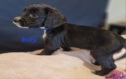 Sprocker dogs for sale: Sprocker puppies  - Image 3