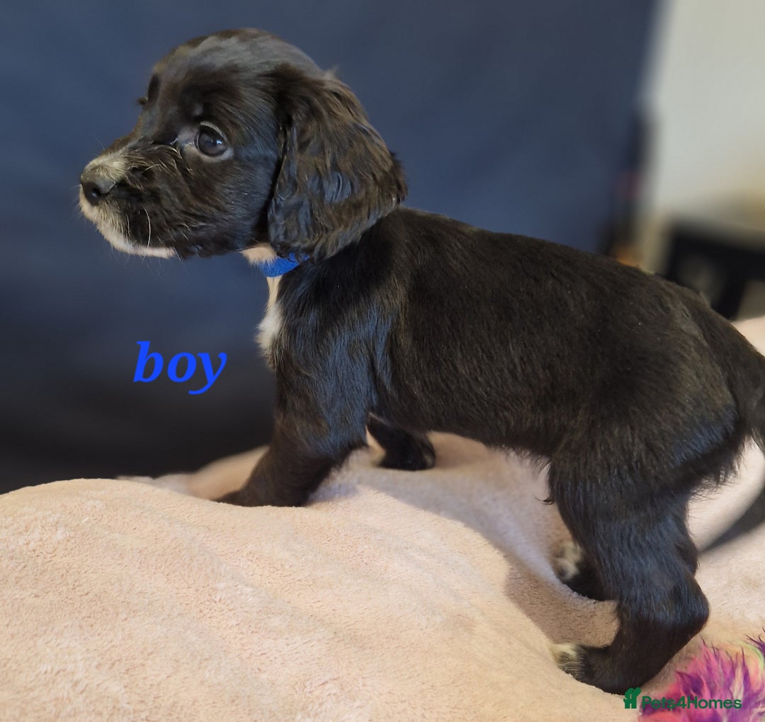 Sprocker dogs for sale: Sprocker puppies  - Image 3