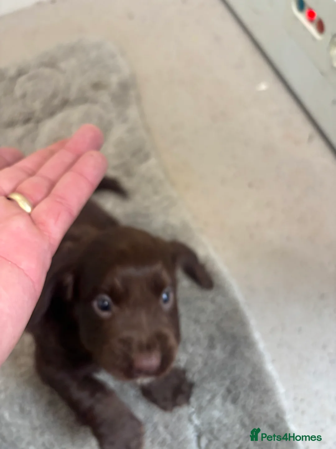 Cocker Spaniel dogs for sale: Cocker spaniel puppies  - Advert 12