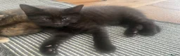 Ragdoll cats for sale: PAIR Half Ragdoll male kittens  in Tamworth - Advert 22