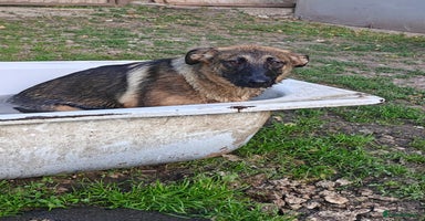 Mixed Breed dogs - Advert 11