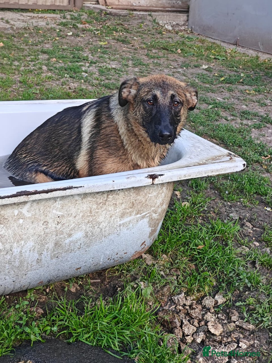 Mixed Breed dogs for adoption: 💖🐶 MOTI 🐶💖 - Image 2