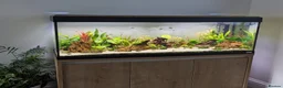 Corys fish for sale: Fluval Roma 240L Complete Aquarium Setup + Fish in Leeds - Advert 2