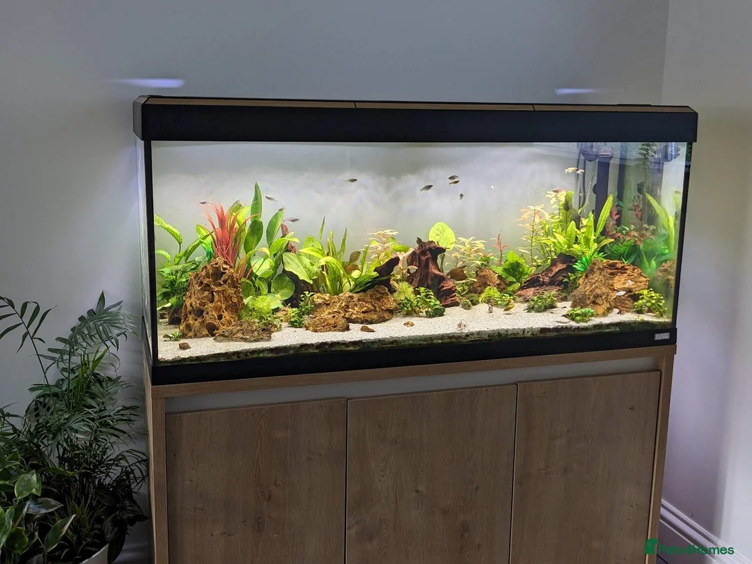 Corys fish for sale: Fluval Roma 240L Complete Aquarium Setup + Fish in Leeds - Advert 2
