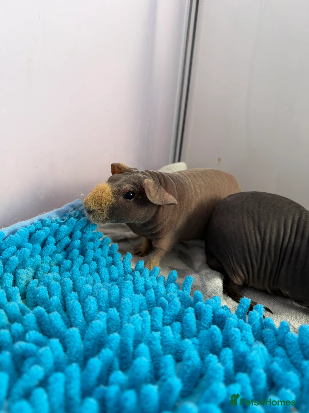Guinea Pig rodents for sale: 2 male skinny pigs for sale  - Advert 9