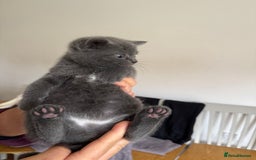 British Shorthair cats for sale: It’s a British short hair  - Image 19