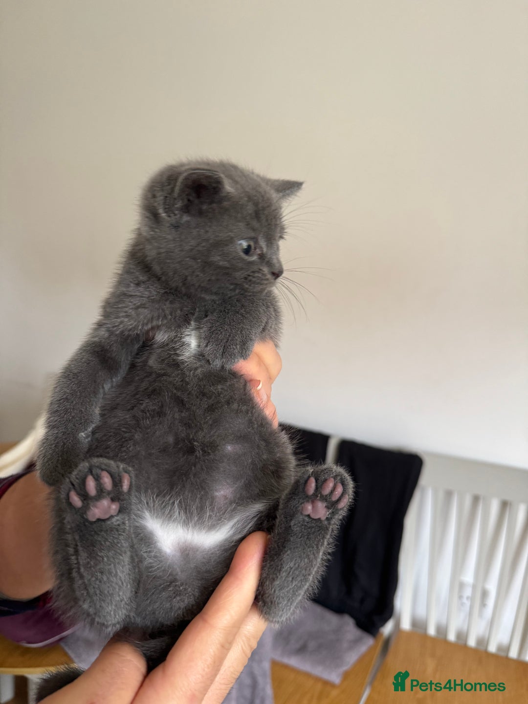 British Shorthair cats for sale: It’s a British short hair  - Image 19