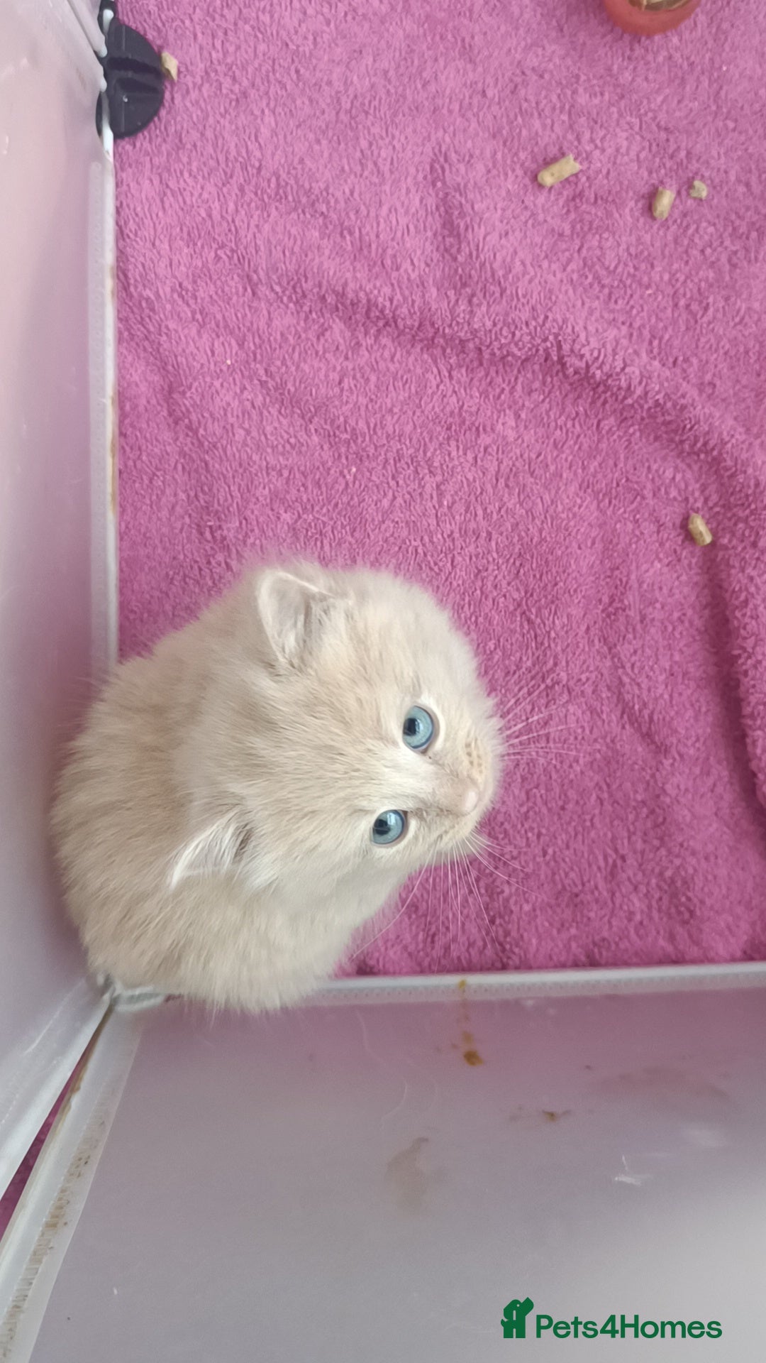 Ragdoll cats for sale: Gorgeous ragdoll X breed kitties  - Advert 5