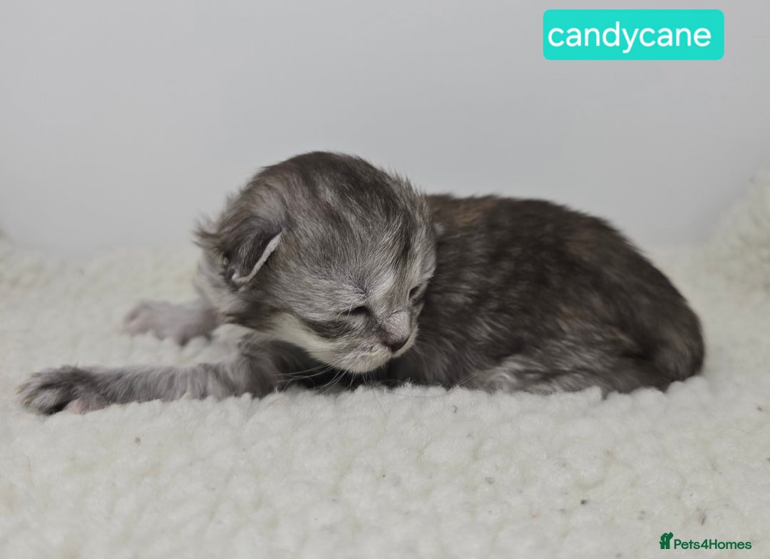 Maine Coon cats for sale: Chunky TICA registered Maine Coon Kittens - Advert 19
