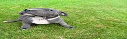 Staffordshire Bull Terrier dogs for sale: Blue Staffordshire bull terrier  - Advert 6