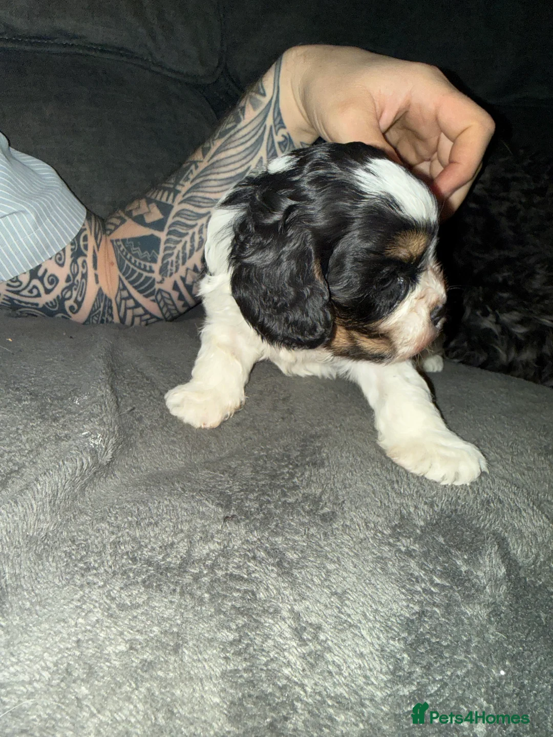 Cavapoo dogs for sale: Puppy - Advert 3