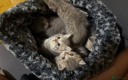 Scottish Fold cats for sale: Beautiful Scottish straight cross British shorts😍 - Image 1