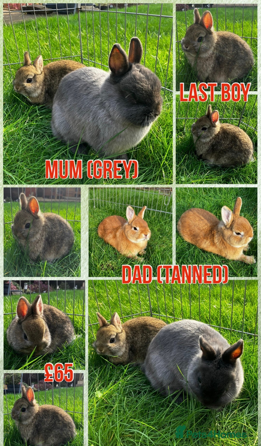 Dwarf Lop rabbits 6 Dwarf Lops & 4 Pedigree Netherland Dwarfs - Advert 7