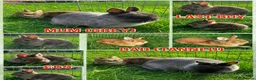 Dwarf Lop rabbits for sale: 6 Dwarf Lops & 4 Pedigree Netherland Dwarfs - Advert 1