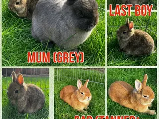 Dwarf Lop rabbits 6 Dwarf Lops & 4 Pedigree Netherland Dwarfs - Advert 7
