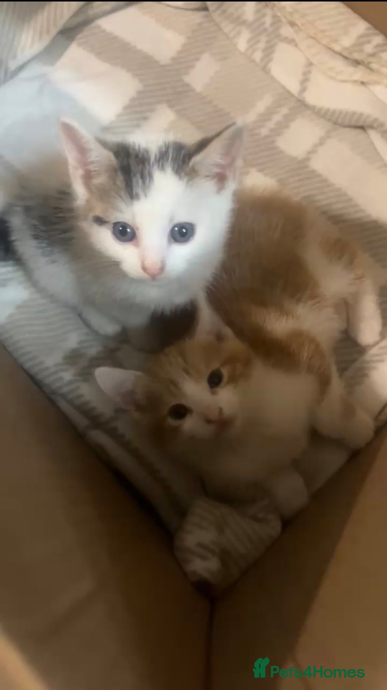 Mixed Breed cats for sale: kittens - Advert 1
