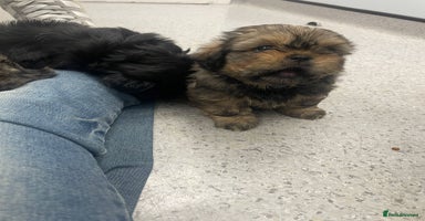 Shih Tzu dogs - Advert 16