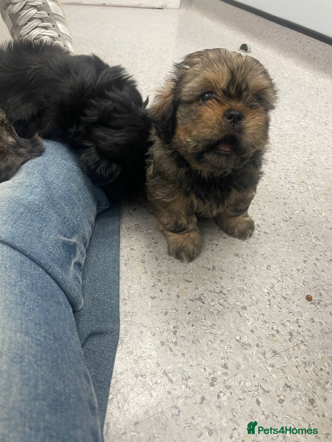 Shih Tzu dogs for sale: Adorable Shih tzu Puppies  - Image 3