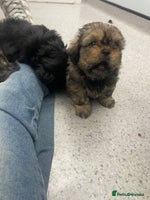 Shih Tzu dogs - Advert 13