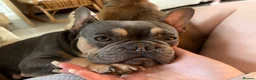 French Bulldog dogs for sale: Gorgeous French Bulldog - Advert 3