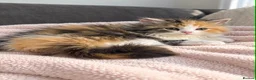 Persian cats for sale: Beautiful Fluffy Persian Doll Face  - Advert 8