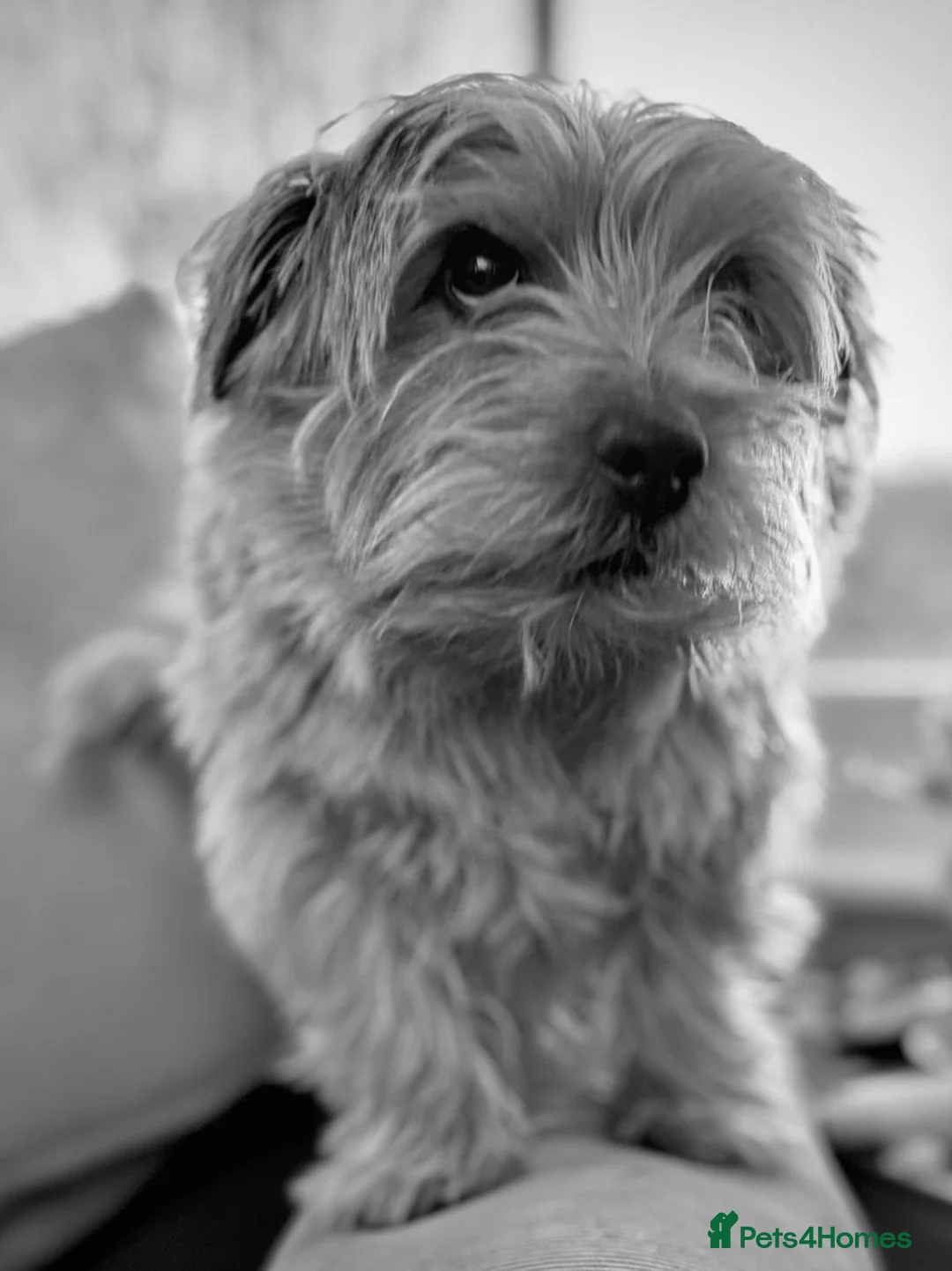 Norfolk Terrier dogs for stud: Norfolk Terrior for stud - Advert 1