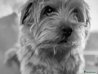 Norfolk Terrier dogs Norfolk Terrior for stud - Advert 5