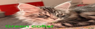Maine Coon 3 green collar 