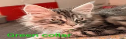Maine Coon cats for sale: Large kittens growing nicely  - Advert 39