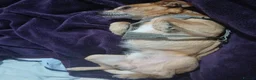 Chihuahua dogs for sale: WAGGLES  in Dagenham - Advert 1