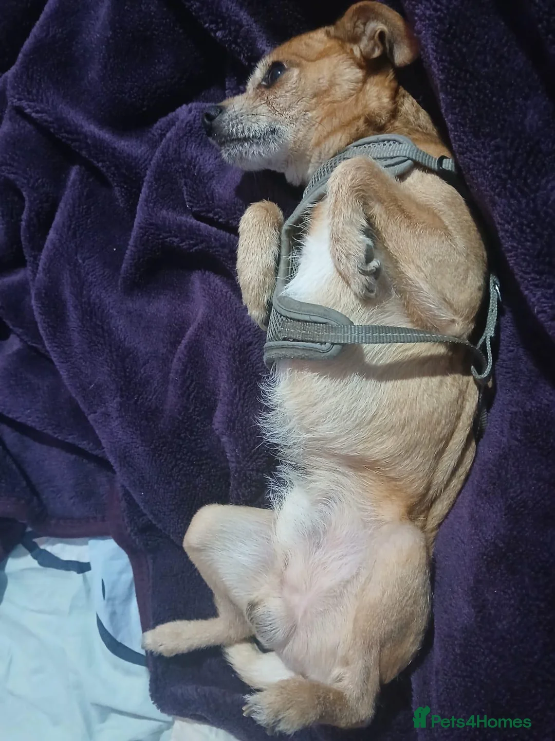 Chihuahua dogs for sale: WAGGLES  in Dagenham - Advert 1