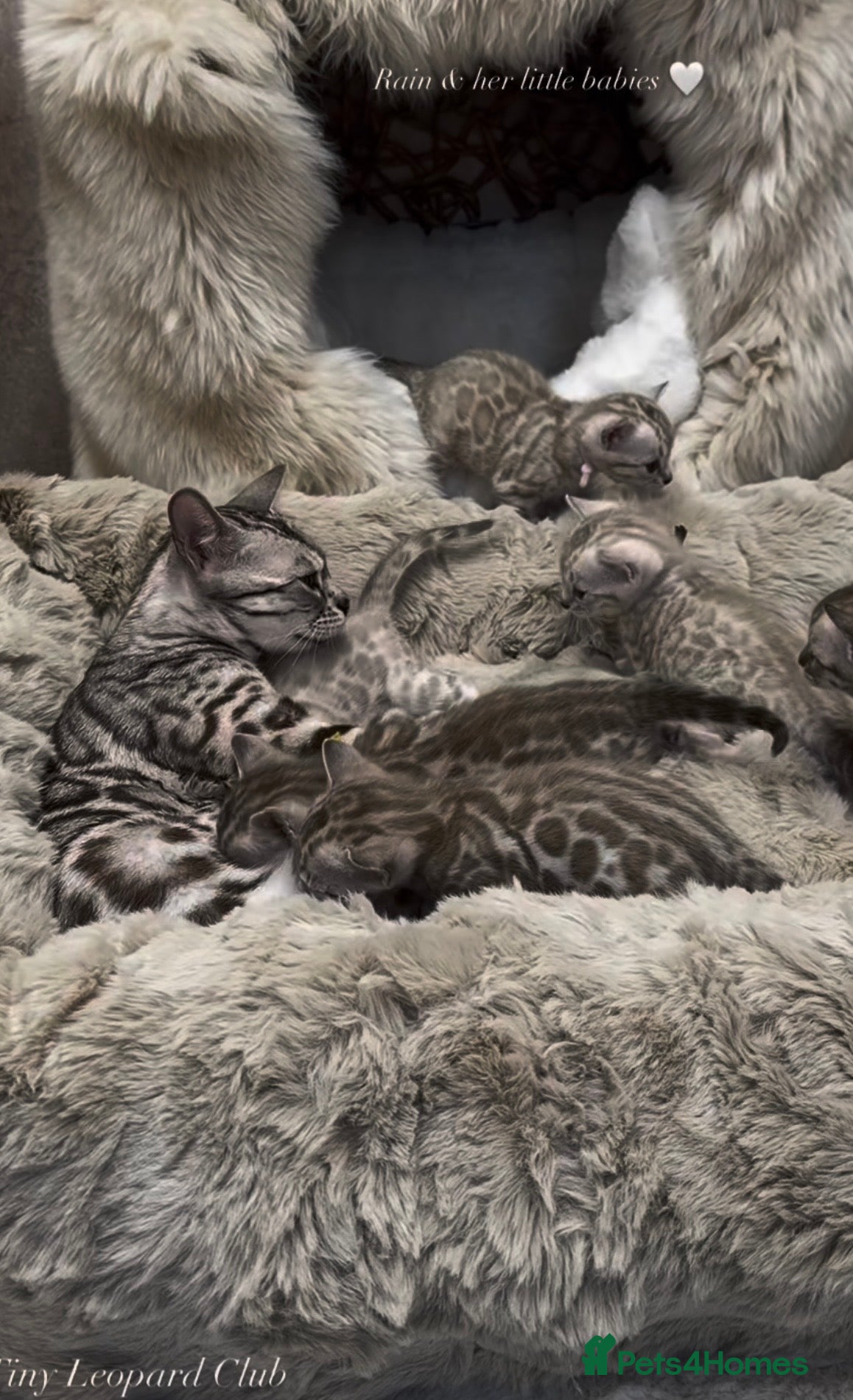 Bengal cats Stunning Snow Mink and Sepia TICA Pedigree Bengals - Advert 2