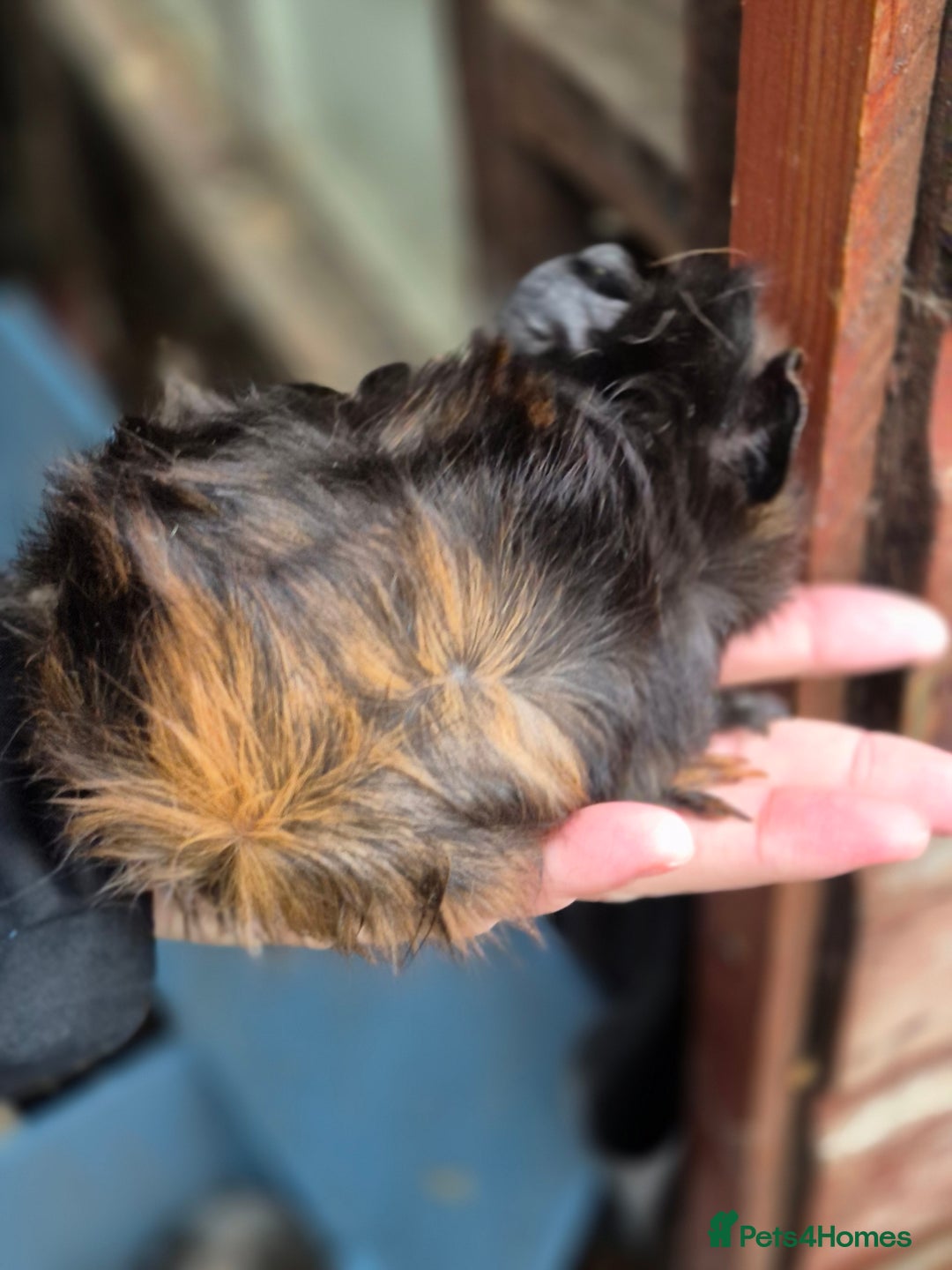 Guinea Pig rodents for sale: Gorgeous purebred baby Abyssinian guinea pigs - Advert 4