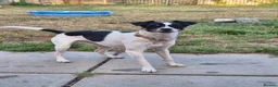 Mixed Breed dogs for sale: Gorgeous little girl in need of a forever home - Advert 12