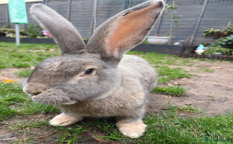 Continental Giant rabbits - Advert 1