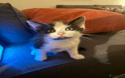 Mixed Breed cats for sale: Adorable Fluffy Kittens Looking for a Loving Home - Image 7