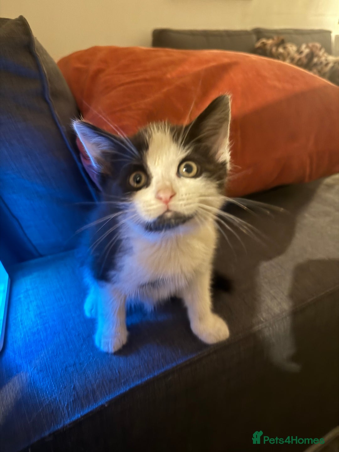 Mixed Breed cats for sale: Adorable Fluffy Kittens Looking for a Loving Home - Image 7