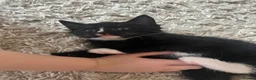 Mixed Breed cats for sale: Black and white female kittens for sale - Advert 8