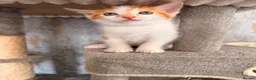 Mixed Breed cats for sale: Domestic shorthair and long hair kittens males  - Advert 9
