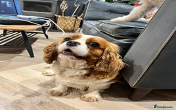 Cavapoo dogs for sale: Stunning F1 Cavapoo pups ONE GIRL LEFT - Image 14