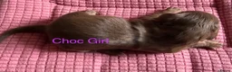 Miniature Dachshund dogs for sale: Four Beautiful Miniature Dachshund Puppies - Advert 23