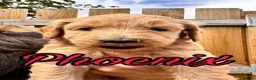 Australian Labradoodle dogs for sale: Super Top Quality Medium Australian Labradoodles - Advert 9