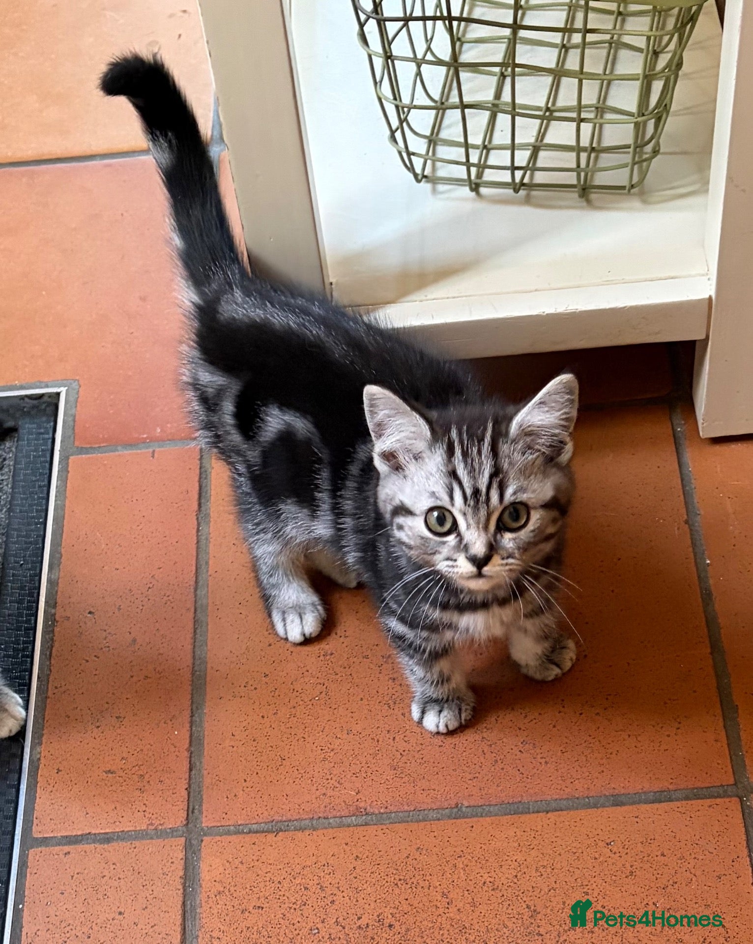 British Shorthair cats  Black silver tabby British shorthair kittens  - Advert 1