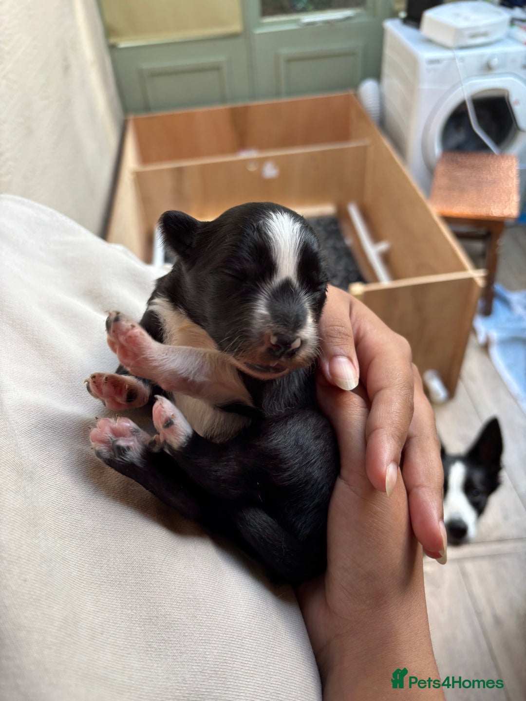 Border Collie dogs for sale: Maeve Border collie puppy  - Image 3