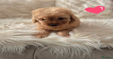 Cockapoo dogs - Advert 3