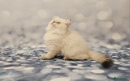 British Longhair cats for sale: Excellent Scottish straight Highland Kittens - Image 22