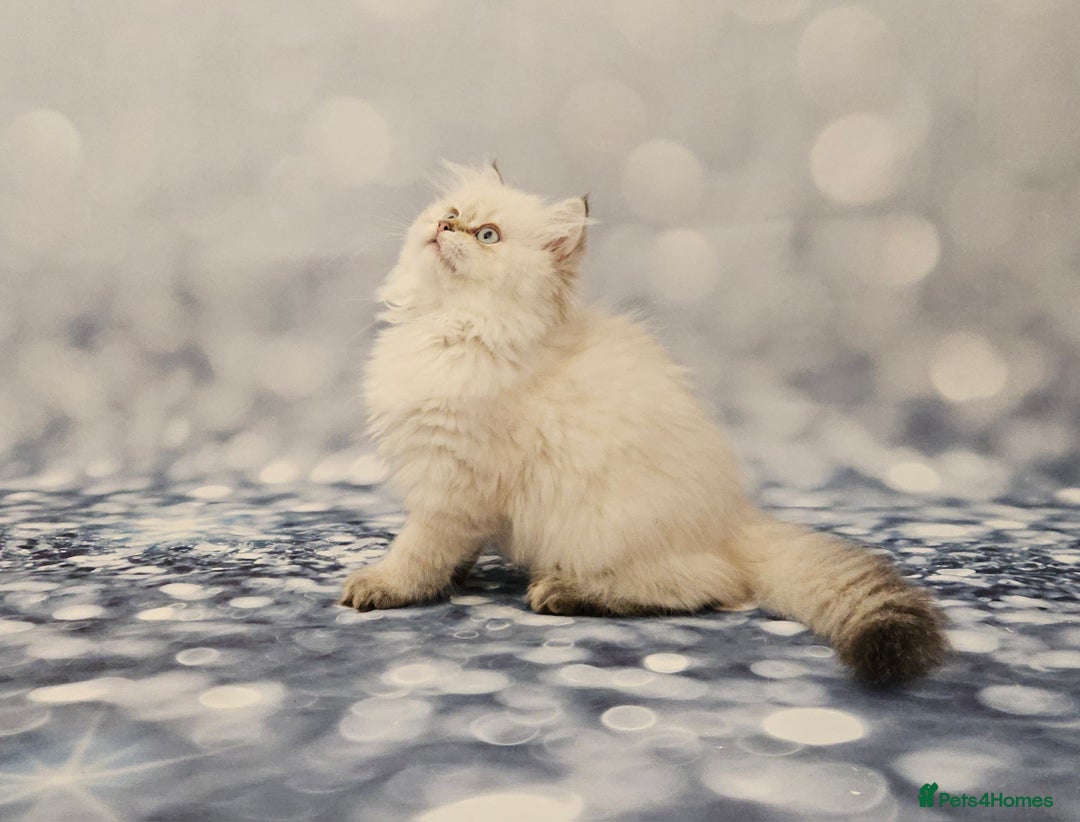 British Longhair cats for sale: Excellent Scottish straight Highland Kittens - Image 22