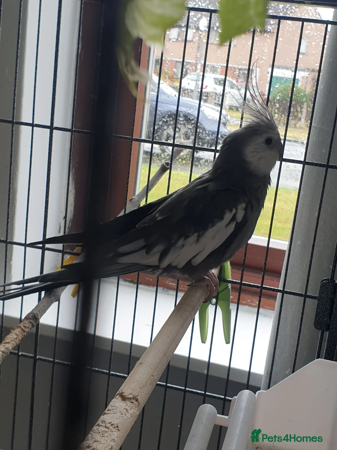 Cockatiels birds for sale: Birds in Carlisle - Advert 1